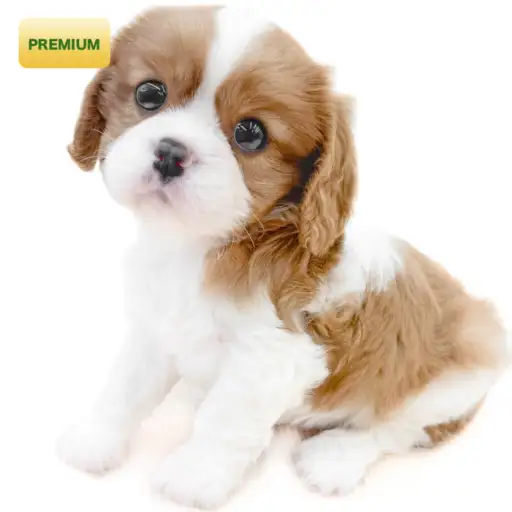 キャバリア・キングチャールズ・スパニエル