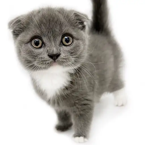 スコティッシュフォールド