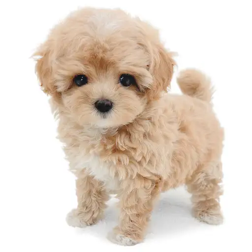 MIX（トイプードル×マルチーズ）