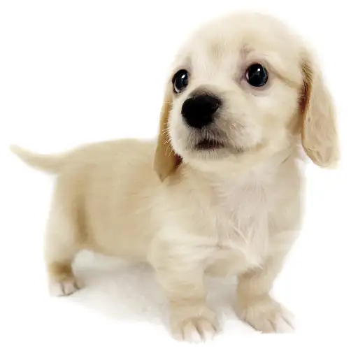 ミニチュア・ダックスフント