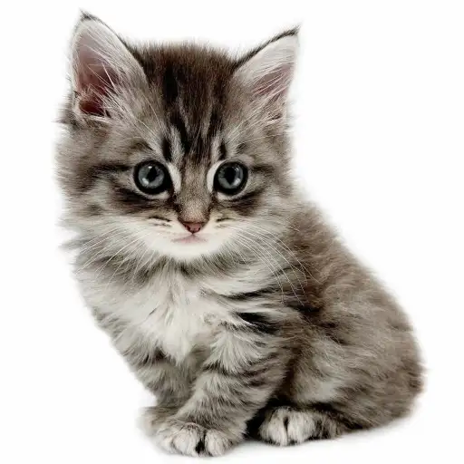 ブリティッシュロングヘア