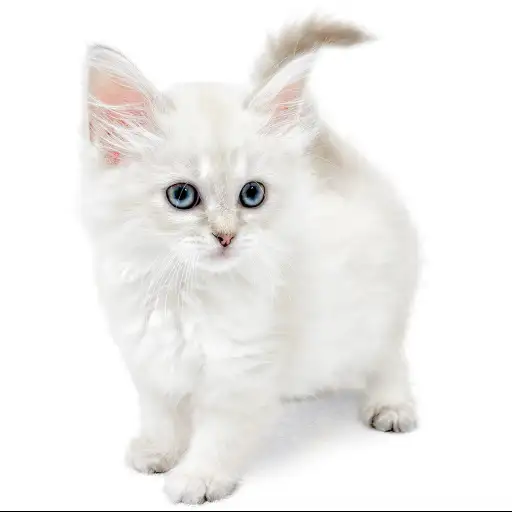 ネヴァマスカレード