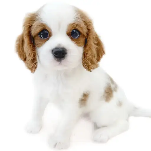キャバリア・キングチャールズ・スパニエル
