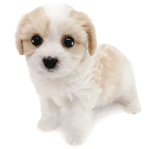 MIX（キャバリアキングチャールズスパニエル×ビションフリーゼ）