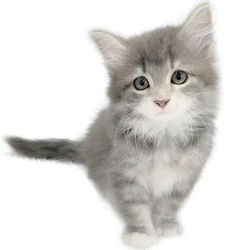 ノルウェージャンフォレストキャット