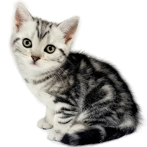 アメリカンショートヘア