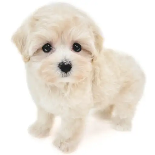 MIX（マルチーズ×トイプードル）