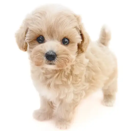 MIX（マルチーズ×トイプードル）