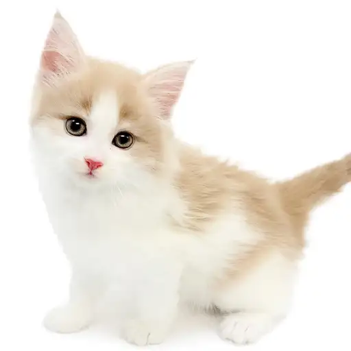 ノルウェージャンフォレストキャット