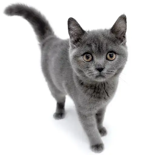 ブリティッシュショートヘア