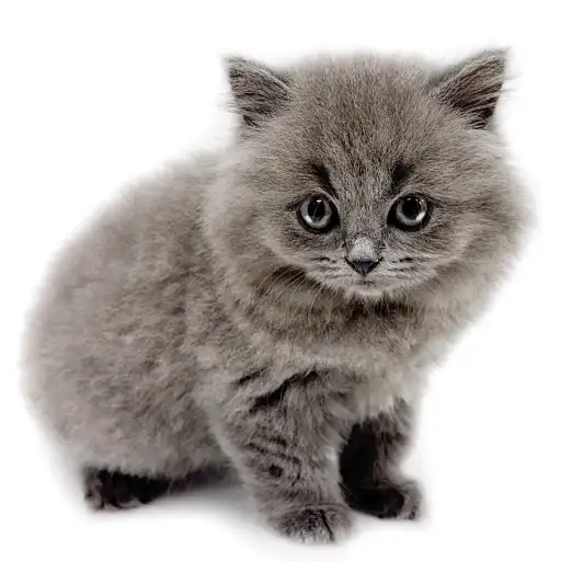 ブリティッシュロングヘア