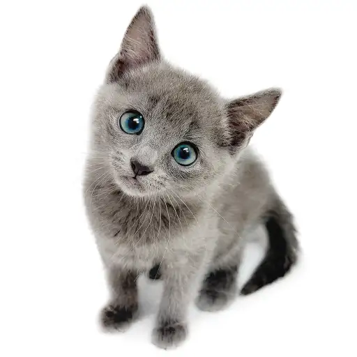 ロシアンブルー