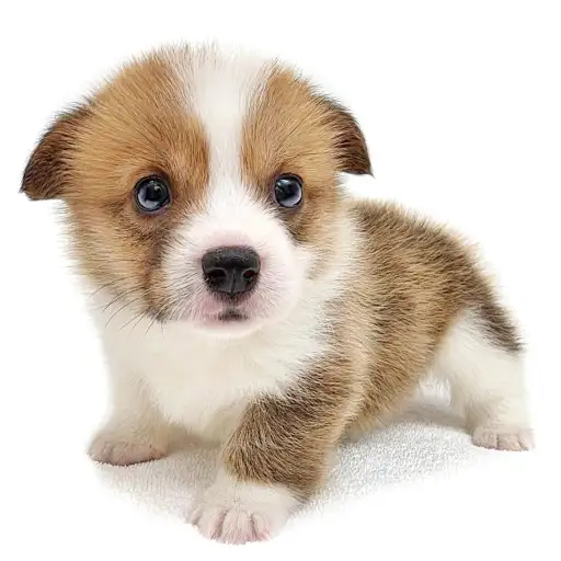 ウェルシュコーギーペンブローク