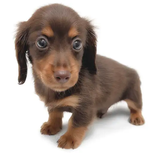 ミニチュア・ダックスフント