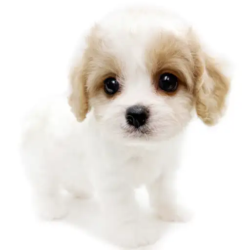 MIX（ビションフリーゼ×キャバリアキングチャールズスパニエル）