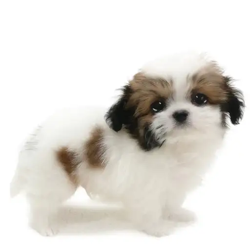 MIX（チワワ×シーズー）