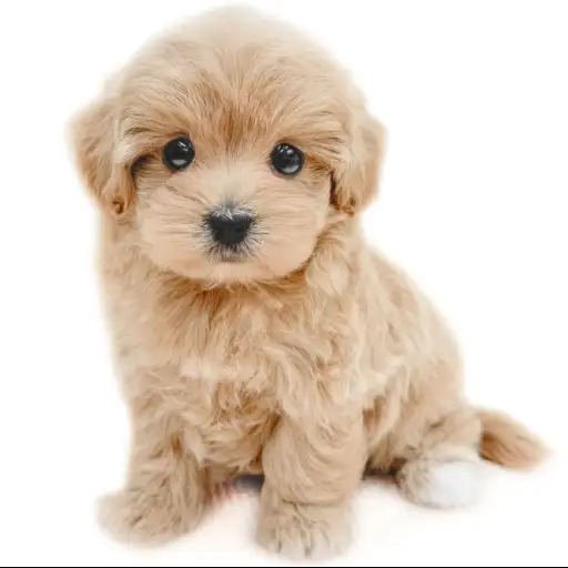 MIX（トイプードル×マルチーズ）