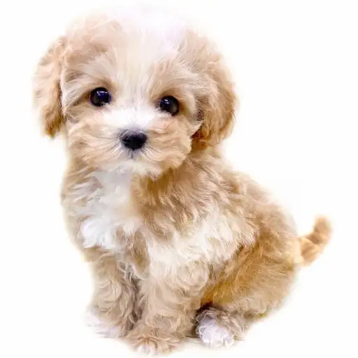 MIX（マルチーズ×トイプードル）