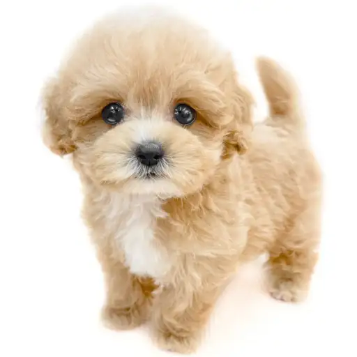 MIX（マルチーズ×トイプードル）