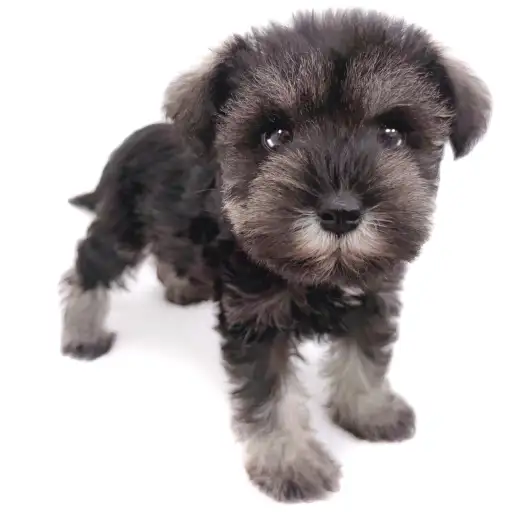 ミニチュア・シュナウザー