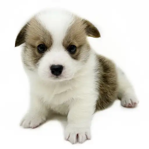 ウェルシュコーギーペンブローク