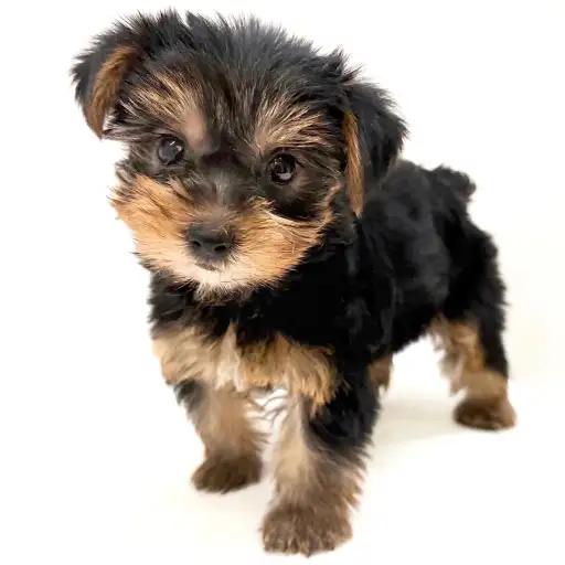 ヨークシャーテリア