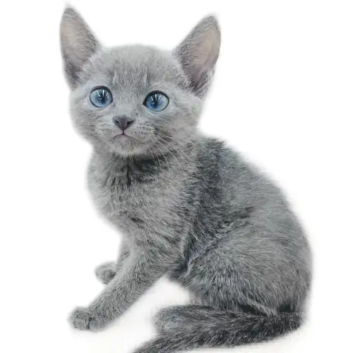 ロシアンブルー