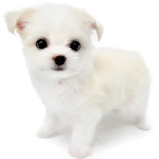 MIX（マルチーズ×チワワ）