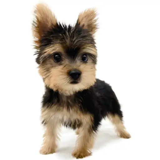 ヨークシャーテリア