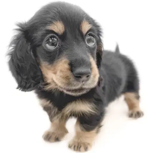 カニンヘン・ダックスフント