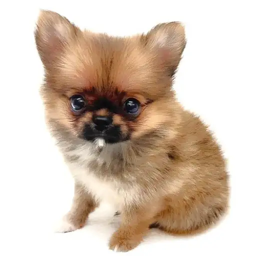 MIX（ポメラニアン×チワワ）