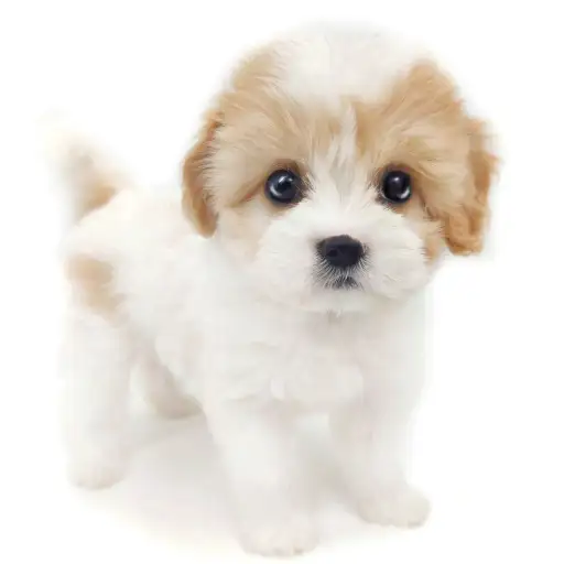 MIX（キャバリアキングチャールズスパニエル×ビションフリーゼ）