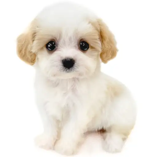 MIX（キャバリアキングチャールズスパニエル×ビションフリーゼ）