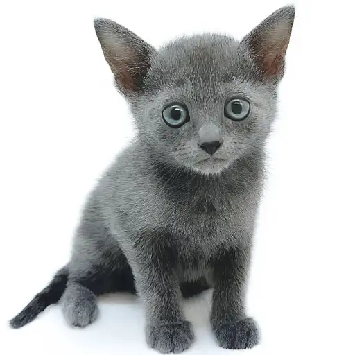 ロシアンブルー