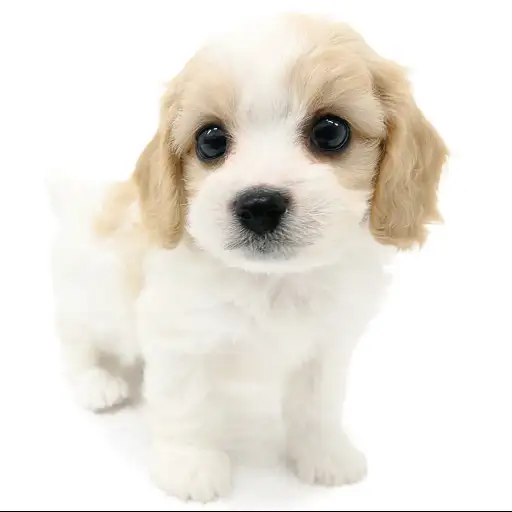 MIX（ビションフリーゼ×キャバリアキングチャールズスパニエル）