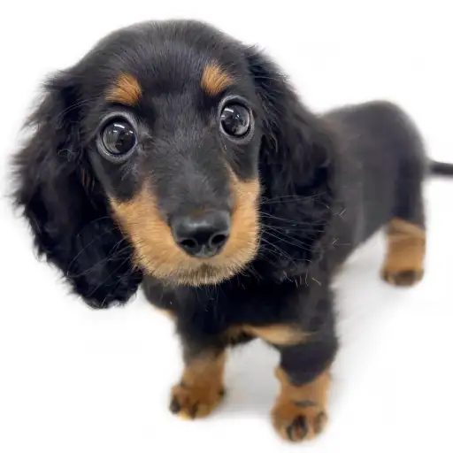 ミニチュア・ダックスフント