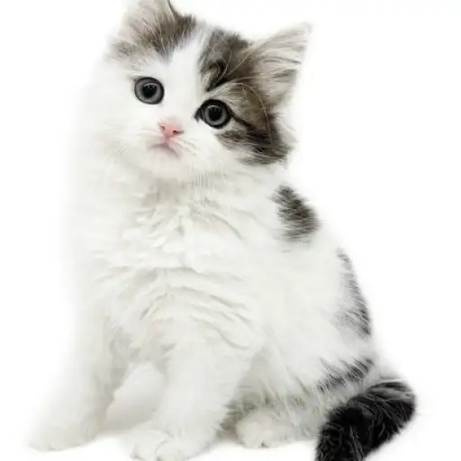 ノルウェージャンフォレストキャット