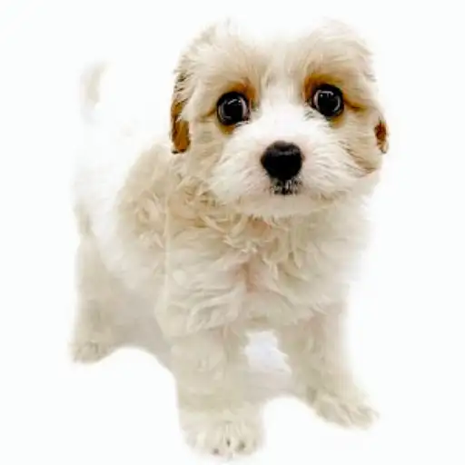 MIX（キャバリアキングチャールズスパニエル×ビションフリーゼ）