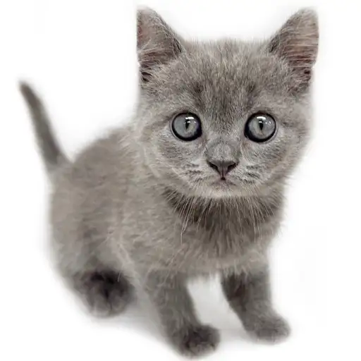 ブリティッシュショートヘア