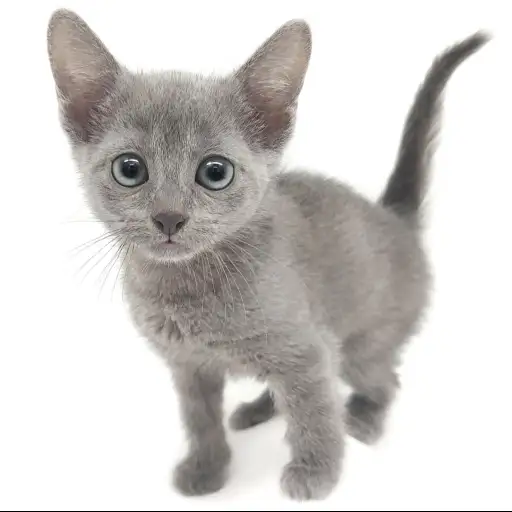 ロシアンブルー