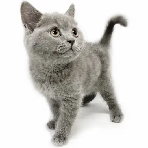 ブリティッシュショートヘア