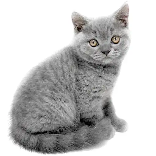 ブリティッシュショートヘア