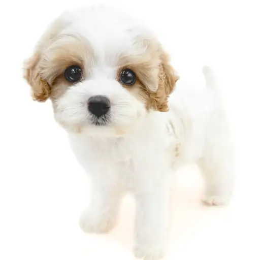 MIX（キャバリアキングチャールズスパニエル×ビションフリーゼ）