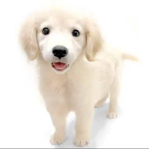 ゴールデンレトリバー