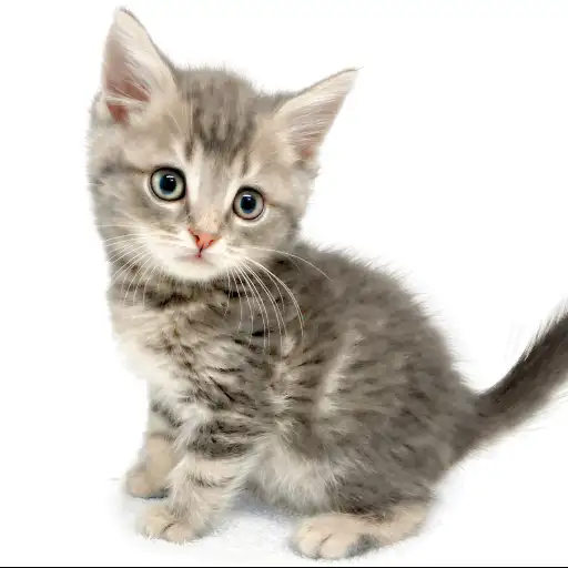 ブリティッシュショートヘア