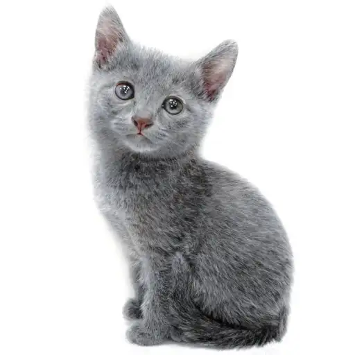 ロシアンブルー