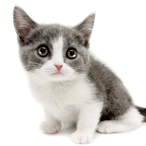 ブリティッシュショートヘア