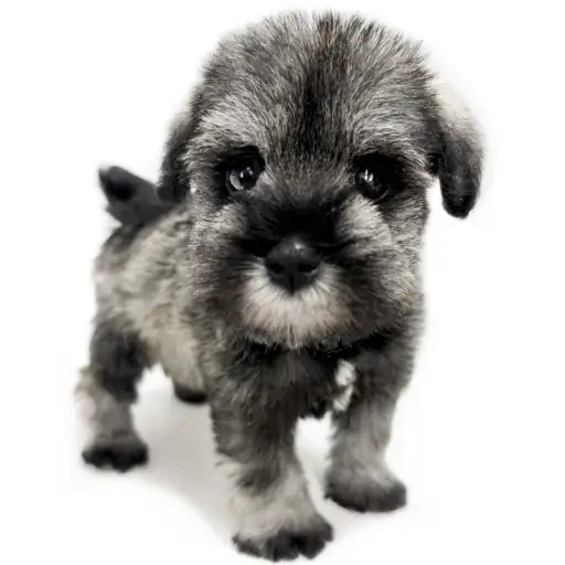 ミニチュア・シュナウザー