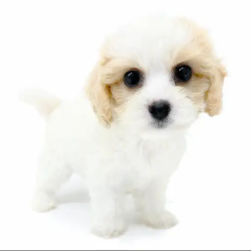 MIX（キャバリアキングチャールズスパニエル×ビションフリーゼ）