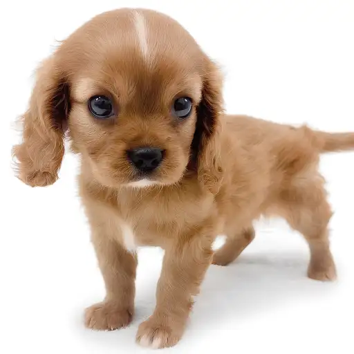キャバリア・キングチャールズ・スパニエル